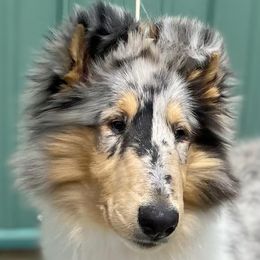 Collies from CrossRoads Collies
