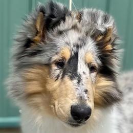 Collies from CrossRoads Collies