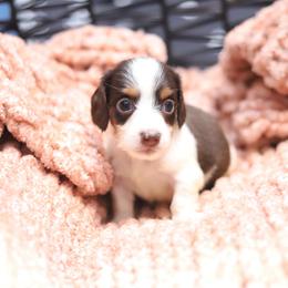 Jordan - Piebald male Dachshund puppy in Eaton, Ohio from Miniature Alphas Dachshunds
