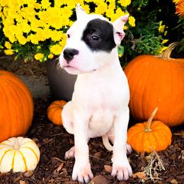Girl 1 Grace O'Malley - White female Dogo Argentino puppy in San Diego, California from Debonair Dogos