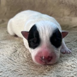 Female 2 - Blue female Australian Cattle Dog puppy in Irvington, Kentucky from Dry Valley’s Australian Cattle Dogs