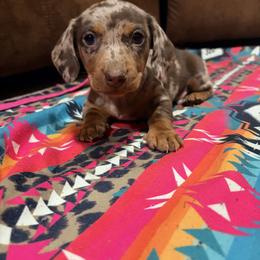 Dachshund and Miniature Australian Shepherd Puppies from Homestead Doxies & Shepherds LLC
