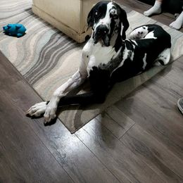 Great Dane All Grown Up from Johnson's Great Danes