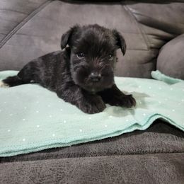 Miniature Schnauzer Puppies from DeV Walter’s Miniature Schnauzers