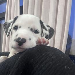 Green - White and black male Dalmatian puppy in Scarsdale, New York from Jewels and Spots Dalmatians
