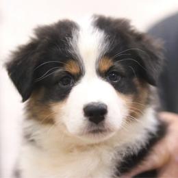 Stormi - Black tri-color female Australian Shepherd puppy in Bagley, Iowa from Diamond M Aussies