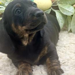 Darby - Black and tan female Dachshund puppy in Exeter, California from Sawtooth Miniature Dachshunds