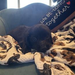 Obsiden - Black male Dachshund puppy in Hudson, Michigan from Mittentail Kennel Miniature Dachshunds & Australian Shepherds