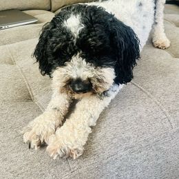 Oliver - Goldendoodle
