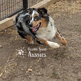 FreeStyle (outside stud) - Australian Shepherd