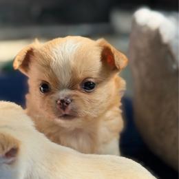 Brock - Red and white male Chihuahua puppy in Harrison, Michigan from Cloud9 Chihuahuas