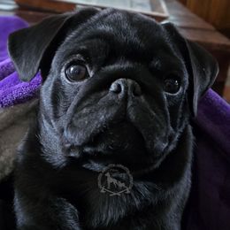 Rujo - Black Pug puppy in Cheyenne, Wyoming from Viking Kennel