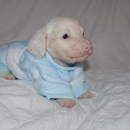 Dachshund Puppies from Winnie’s Royal Doxies