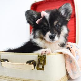 Frankie - Black and tan female Pembroke Welsh Corgi puppy in San Antonio, Texas from Moxxi's Legacy Corgis