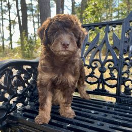 Girl 5 - Red phantom female Aussiedoodle puppy in Crawford, Mississippi from Magnolia State Poodles and Doodles