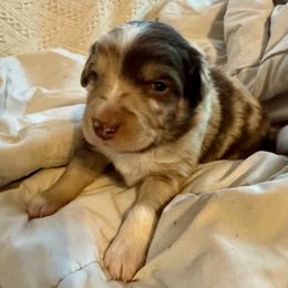 Churro - Red merle male Australian Shepherd puppy in Arizona from BRR Aussies