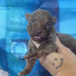 Gary - Isabella female German Shepherd puppy in Magnolia, Texas from K & Q Shepherds