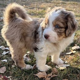 Hans - Aussiedoodle puppy from Jojo the Sanpete Aussie