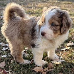 Hans - Aussiedoodle puppy from Jojo the Sanpete Aussie