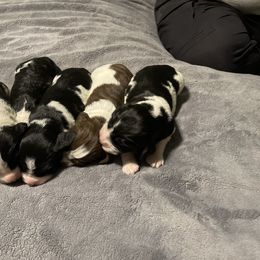 English Springer Spaniel Puppies from Juanita’s Springers