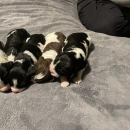 English Springer Spaniel Puppies from Juanita’s Springers