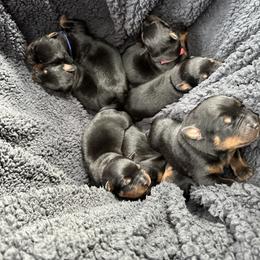 Rottweiler Puppies from Khaotic Rottweilers