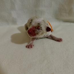 Orange Ribbon Red Merle Girl 2 - Red merle female Australian Shepherd puppy in Dundee, Ohio from Aussies Of Circle H
