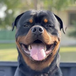 Rottweilers from AK Rotts