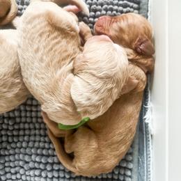 Pink collar - Apricot female Goldendoodle puppy in San Antonio, Texas from Pasatiempo Ranch