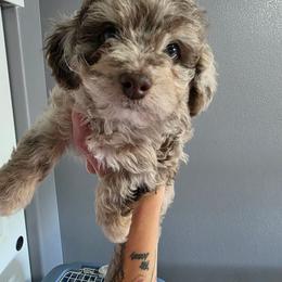 Lily - Red merle female Aussiedoodle puppy in Loveland, Colorado from A&L Ranch Aussiedoodles