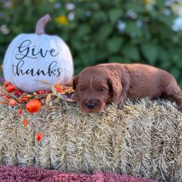 Cash - Red  male Goldendoodle puppy in Statesville, North Carolina from Ashley's Doodles