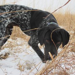 Ragnar - German Shorthaired Pointer