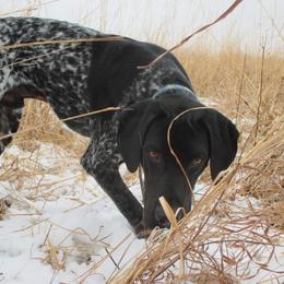 Ragnar - German Shorthaired Pointer