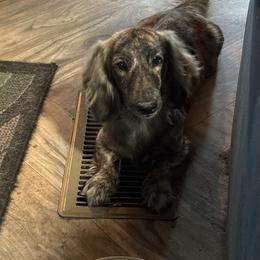 Ceasar - Dachshund