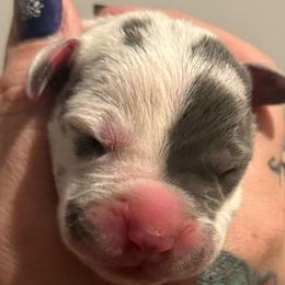 Cordelia - Harlequin female Great Dane puppy in Hutchinson, Kansas from Dappled Danes