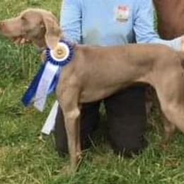 Vor - Weimaraner