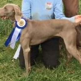 Vor - Weimaraner