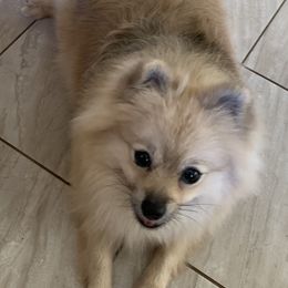 Pomeranian Puppies from Jonna's Poms