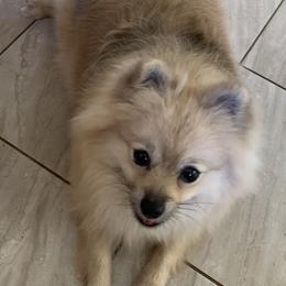 Pomeranian Puppies from Jonna's Poms