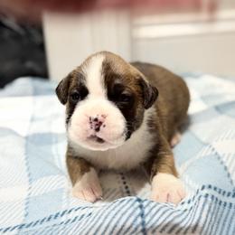 Boy 3 - Brindle male Boxer puppy in Prestonsburg, Kentucky from Bre’s Boxers