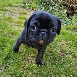 Companion Cross Puppies from Schuster's Pups