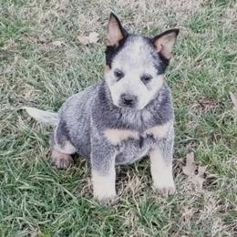 Australian Cattle Dog Puppies from Buffalo Valley AKC Australian Cattle Dogs