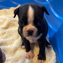 A. Black Boy - Black and white male Boston Terrier puppy in Mc Donough, Georgia from Ballard Boston Terriers