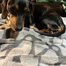 Dachshund Puppies from Cap Ranch Miniature Dachshunds