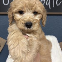 Montana - Red  male Goldendoodle puppy in Cleveland, Georgia from The O.G. Doodles