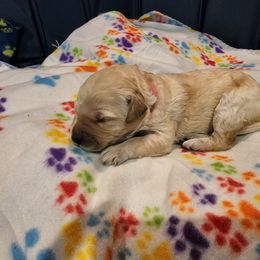 Goldendoodle Puppies from Lauralyn's Goldendoodles
