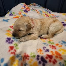 Goldendoodle Puppies from Lauralyn's Goldendoodles