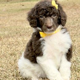 Miss Yellow Collar - Parti female Poodle puppy in Screven, Georgia from Dreamland Standard Poodles