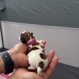 Pink - Gold and white female Shih Tzu puppy in Winston Salem, North Carolina from Shihtzuandoodlenc.LLC