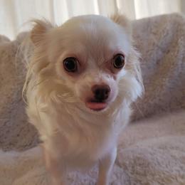 Ruthy - Chihuahua